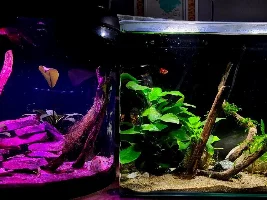 My Managerie of Tanks