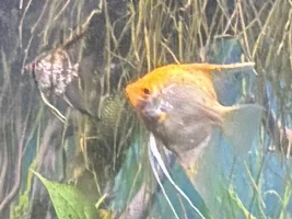 Understanding Angel fish actions