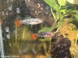 Xiphophorus variatus La laguna ♂...