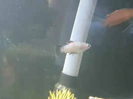Whats wrong with my Platy?
