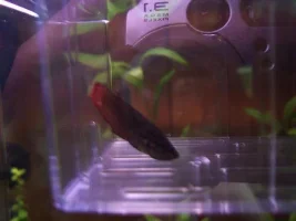 New Fish