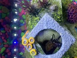 Not sure what’s happing with my red claw crab and I’m freaking out.!!!