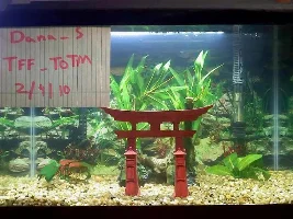 Tank Of The Month - February 2010