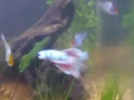 Betta not doing well, what can I do?