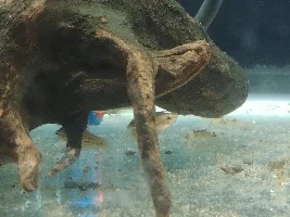 Betta Fry