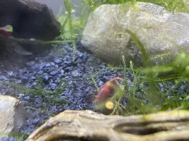 Can someone tell me which of these cherry shrimp are male and female and if any of them are pregnant?