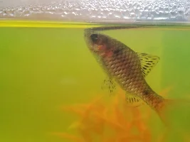 Popeye & Pale Odessa Barb