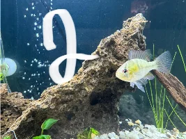 I Need Help Identifying Male/Female! GBRs