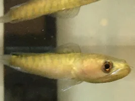 What Fish Do You Regret Buying?