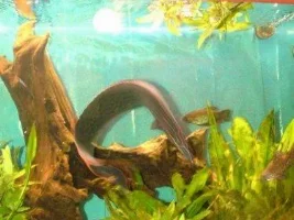New Fire eel pics