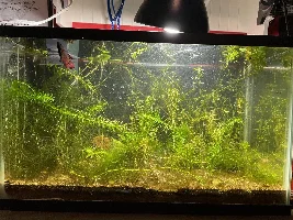 10g Betta Tank Journal