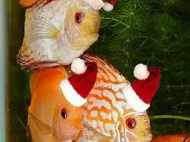 Happy Holidays - Picture
