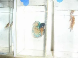 Pics Of Some Betta Tanks I Built And Fishroom