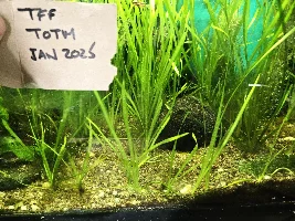 VOTE NOW: January 2025 Tank of the Month Contest (17 to 30 Gallons)