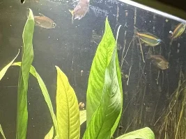 Water meal…