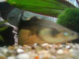 Few New Pics Of My 240 Litre Tank