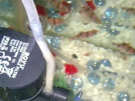 White Stuff In Every Corner Of My Tank