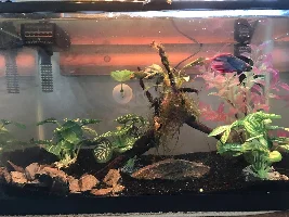 Restarting my 5gal betta tank