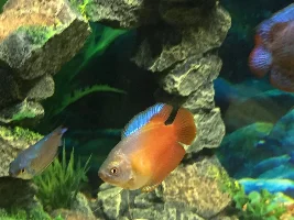 Gouramis fins