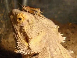 This Is Our Bearded Dragon