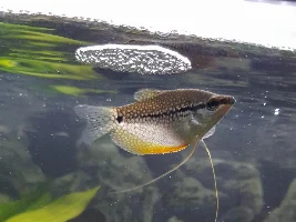 White spot? Gill flukes?