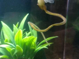 My bettas color change