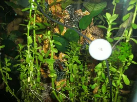 So, who is going to teach my baby embers to school?  :)