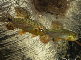 trying a new fish, & a new to me seller... fingers crossed...