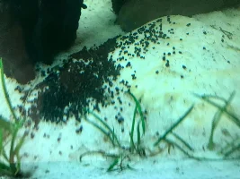 Help! What is this in my tank?