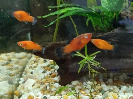 Platy covered in white stuff