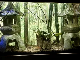 still unusual, but still one of my favorites... at 1st light, no overhead lights on yet, only background lighting