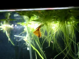 Attempted pics of psuedomugli luminatus/red neon rainbow fish