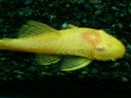 Gold Bristlenose With Red Head