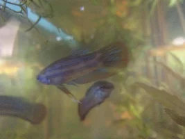 Badger's Sumatran Rice Paddy