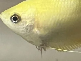 Unwell Honey Gourami