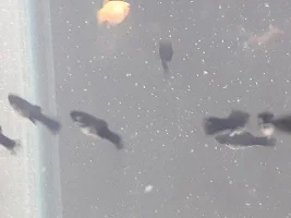 Baby fish