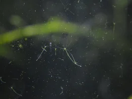 Microfauna in a glass box