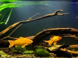 My Managerie of Tanks