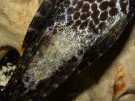 Anchor Worms???