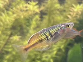 White, thick fuzzy poop and bacterial infections in my 90 gallon freshwater community tank