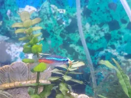 Starter tank, 29g