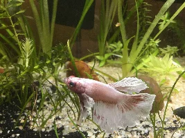 Try for the "blackwater" look