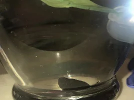 sick betta fish help please
