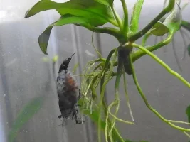 A Beginner's Shrimp Journal