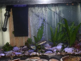 Pearl Gourami in poor health.
