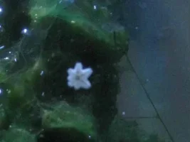 Please Help Me Identify