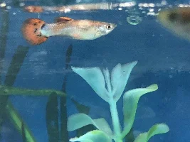 Sick Guppy