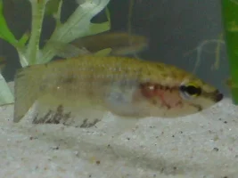 Betta Edithae
