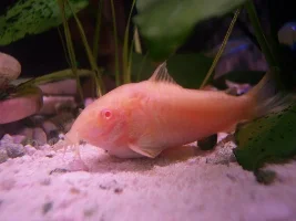 albino cory, otocinclus