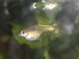 Full gold guppies...